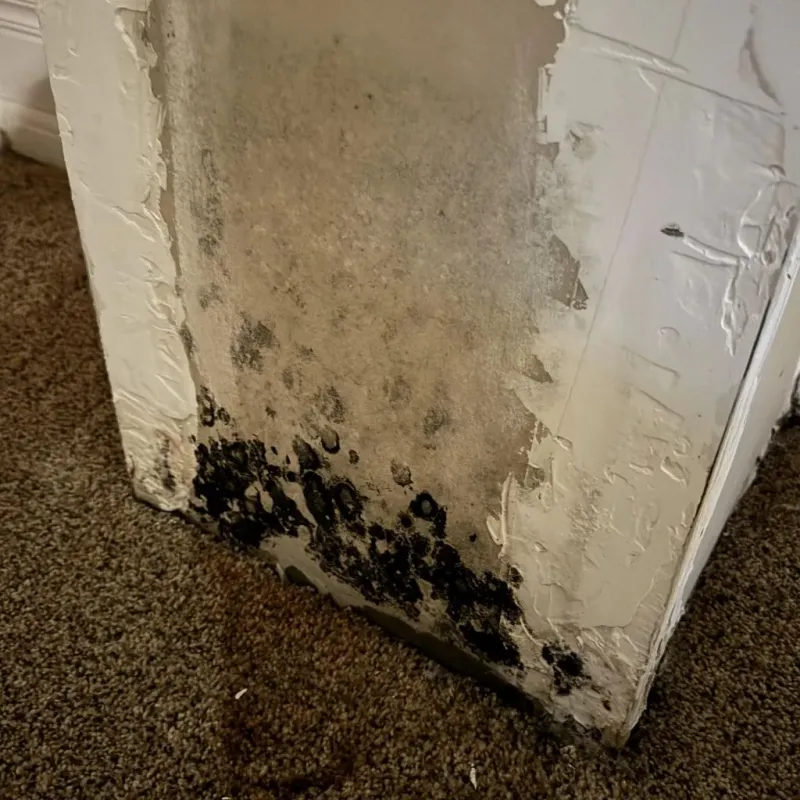 Professional Mold Removal in Zilwaukee, MI